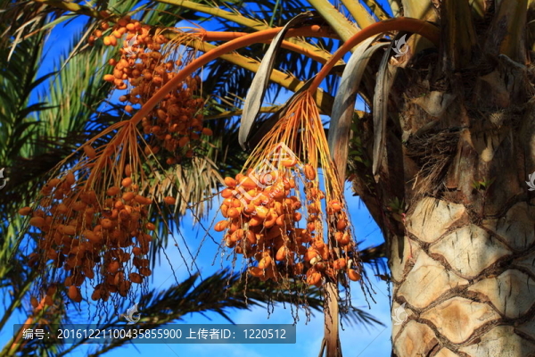 自然背景的熱帶棕櫚果