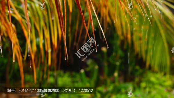 在熱帶雨