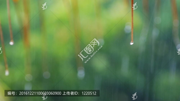 在熱帶雨