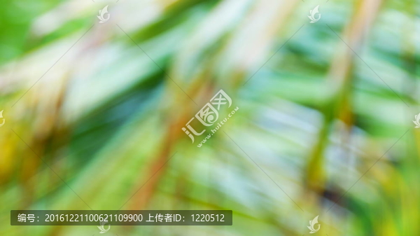 在熱帶雨