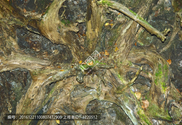 根樹連根拔起