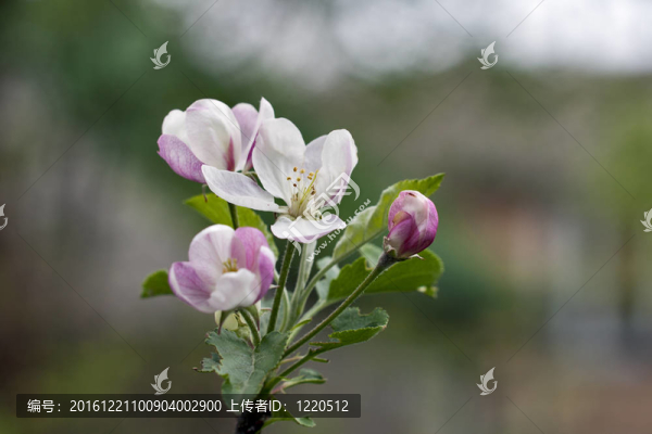 蘋果花