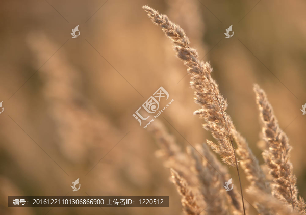 草甸尖峰