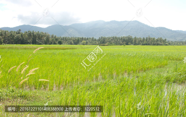 稻田