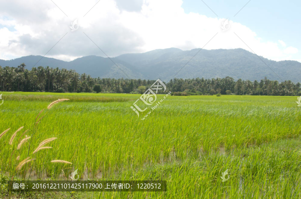 稻田