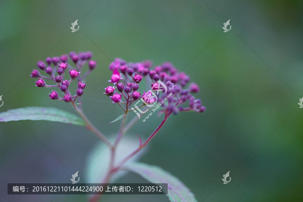 小的花
