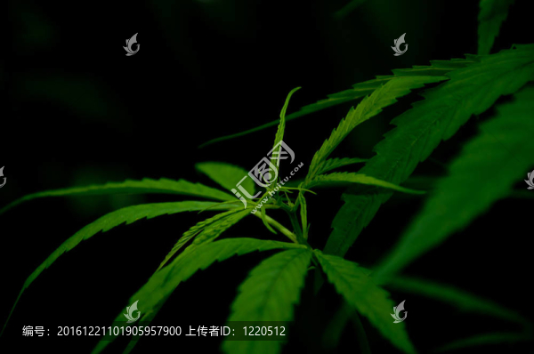 大麻植物