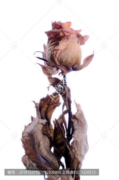 干枯的玫瑰