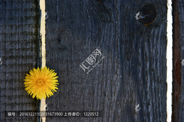 蒲公英