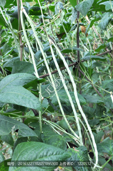 長(zhǎng)豆