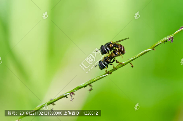 水果文件或綠色環(huán)保花卉檔案