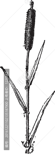 里德；老式版畫。