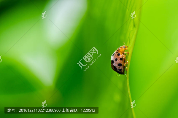 在綠色大自然的瓢蟲