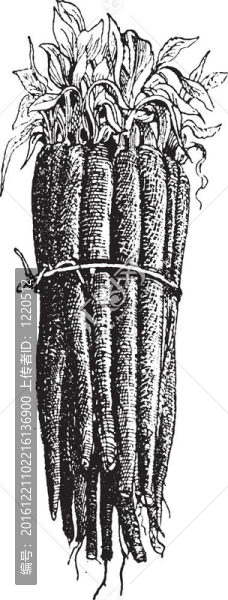Black,Salsify或Scorzonera,hispanica；復(fù)古雕刻。