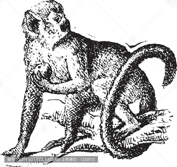 松鼠猴子或松鼠；復(fù)古雕刻。
