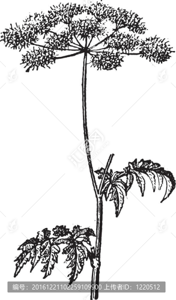 Chaerophyllum,temulum或粗糙的山蘿卜復古雕刻