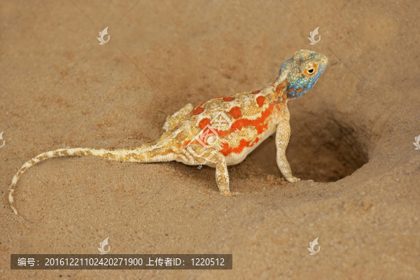 地蜥