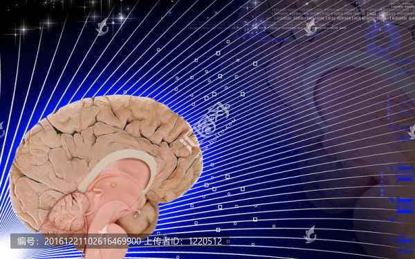腦