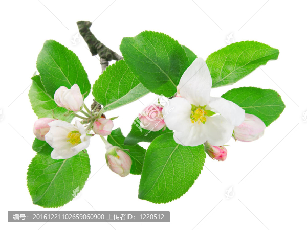 蘋果花