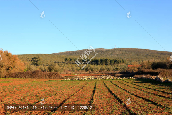 反對(duì)Hill鄉(xiāng)村花園