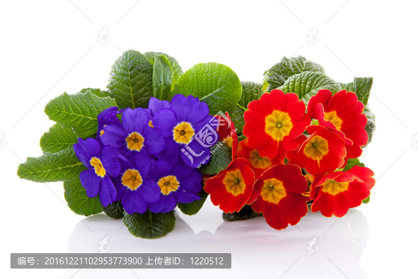 紅色和紫色的報(bào)春花