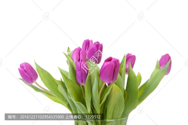 紫色郁金香花瓶