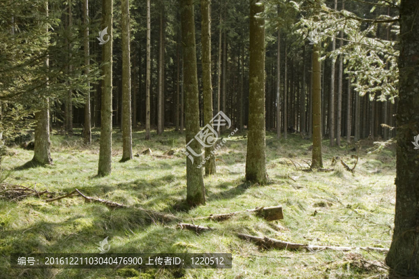 森林中的陽(yáng)光