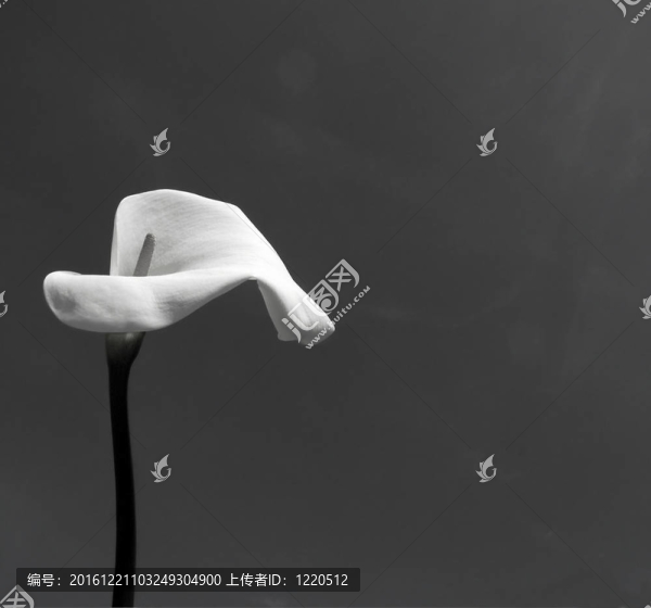 Calla（馬蹄蓮）在黑色和白色