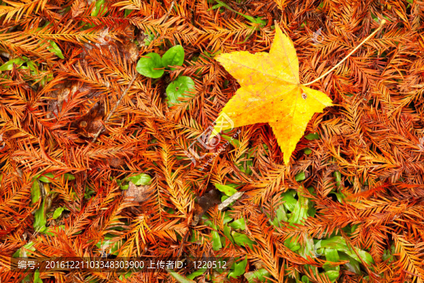 畫面風(fēng)格的紅色楓葉；錫林郭勒