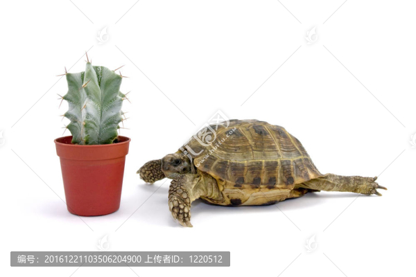 烏龜和小仙人掌