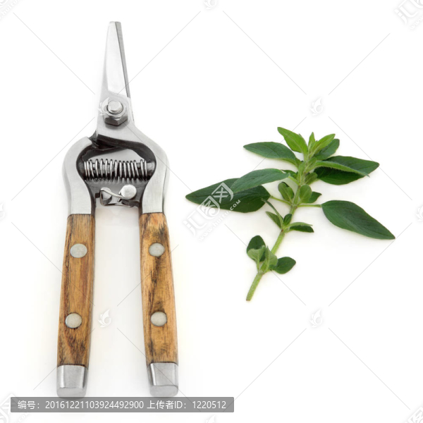 馬郁蘭草剪