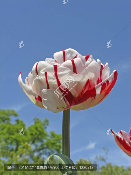 尼斯嘉年華-郁金香郁金香