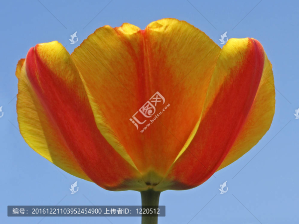 藍色天空的郁金香花