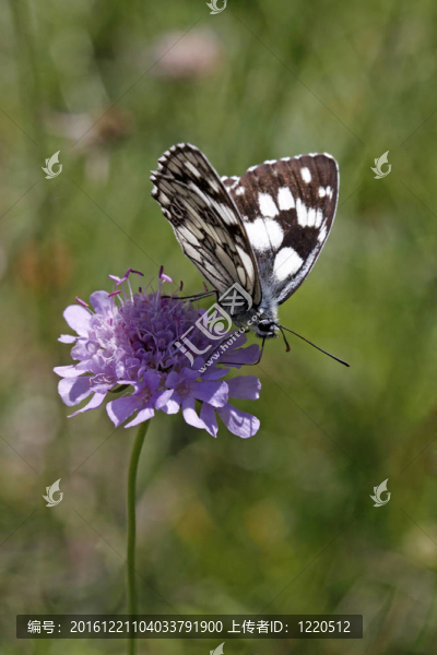 Melanargia,galathea；Marbled,White