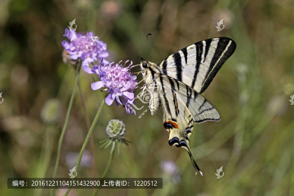 稀缺的燕尾（iphiclides）