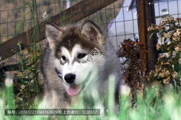 哈士奇雪橇犬