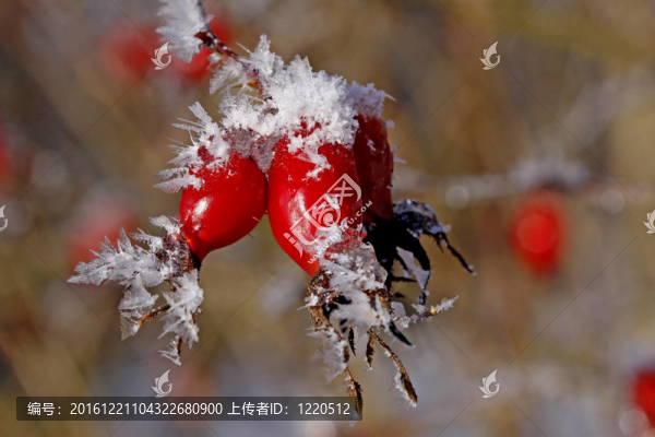 玫瑰果；冬天玫瑰山楂；德國(guó)