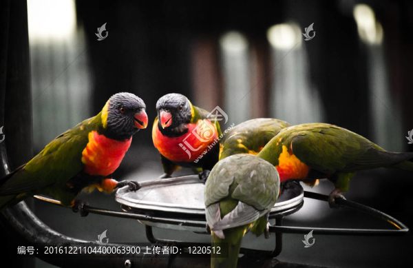 Rainbow,Lorikeets飼