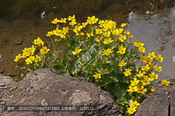 馬蹄草；金盞花