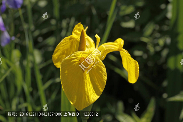 虹膜黃菖蒲；黃色鳶尾