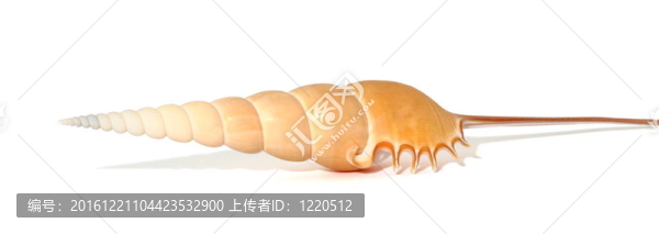 白殼長(zhǎng)殼