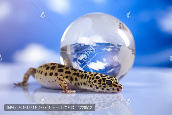 壁虎在全球