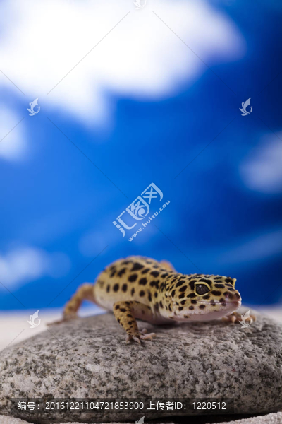 壁虎