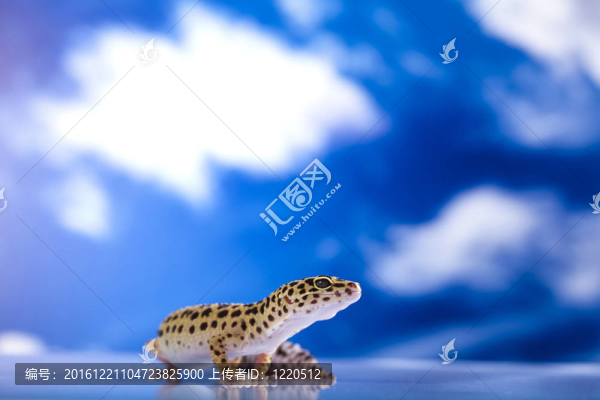 壁虎