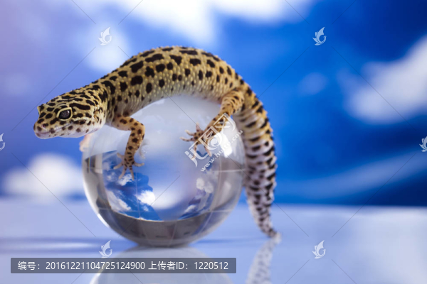 壁虎在全球