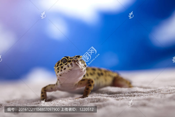 壁虎