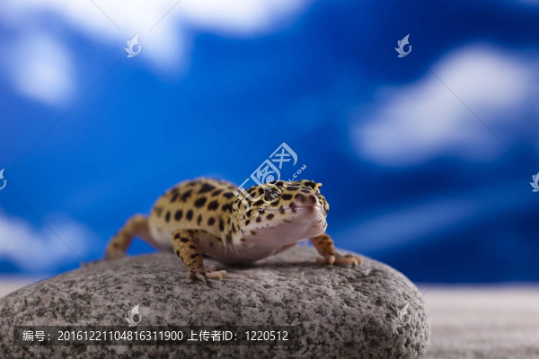 在藍(lán)色的天空背景的壁虎