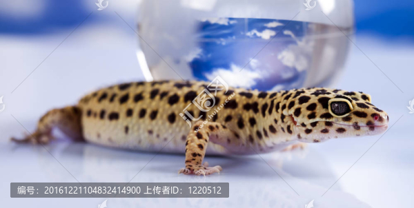 在藍(lán)色的天空背景的壁虎