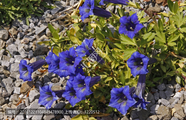 Gentiana,acaulis；Stemless,Gentian