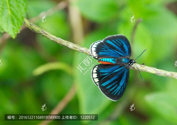 美麗的小藍(lán)蝴蝶棲息在一個(gè)小樹枝上
